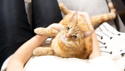 Дети и котенок: как подготовиться, что купить котенку