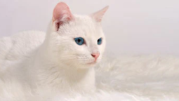 Белые кошки