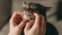 Почему кошки мурчат