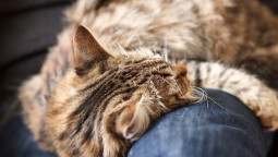 Кошки, которые лечат болезни