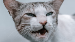 почему кошка орет