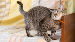 почему кошки топчутся