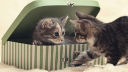 социализация котенка