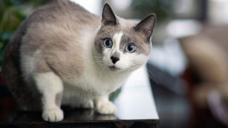 шесть кошачьих чувств