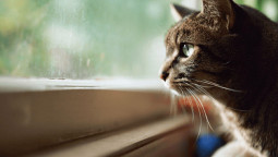 Кот смотрит в окно