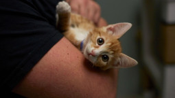Мужчина держит котенка на руках