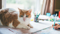 Кот лежит на столе