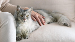 Кота гладит хозяин