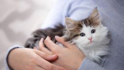 Котенок на руках у хозяйки