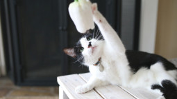 Кошка играет с цветком