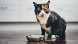 Какие продукты нельзя котам