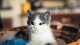 Маленький белый котёнок с серыми ушками в корзине.