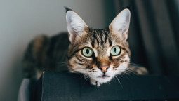 Как успокоить кота ночью