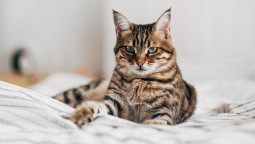 Кошка в коробке