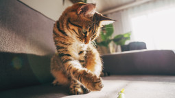 Кот играет