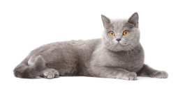 Кот лежит