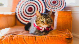 Кошка лежит в лежанке