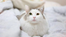 Белая кошка лежит на простынях