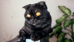 Кошка породы скотиш-фолд с желтыми глазами