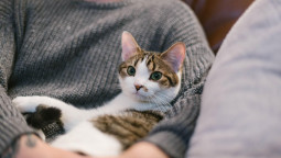 Кошку держат на руках