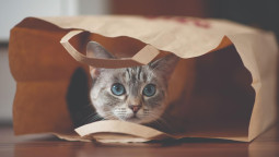 Кошка в пакете