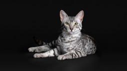 Кошка сидит на полу