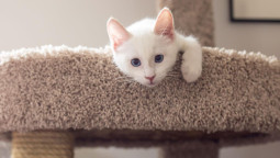 Белая кошка лежит