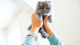 Котенок в руках человека
