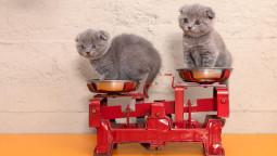 Скоттиш-фолд - котята