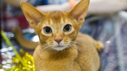 Породы кошек с большими ушами