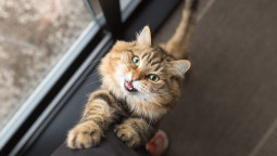 Почему мяукает кошка - тизер