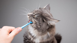 Гигиена кошачьих зубов - тизер