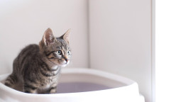 Зачем кошки метят территорию