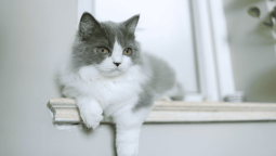 Породы кошек с короткими лапами