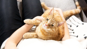 Дети и котенок: как подготовиться, что купить котенку