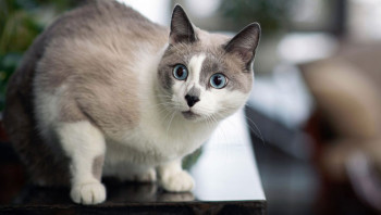 шесть кошачьих чувств