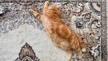 Кот потягивается на ковре