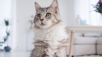 Кот крупным планом