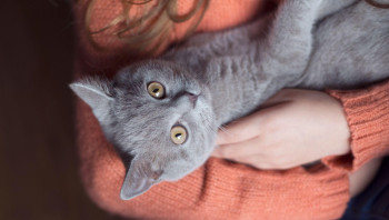 Кошка в руках у девушки
