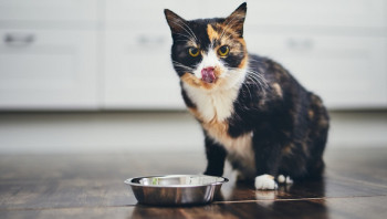 Какие продукты нельзя котам