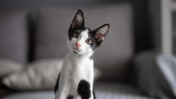 Котенок дает лапку хозяину