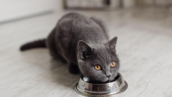 Каким кормом кормить кошек