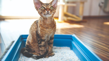 Котенок сидит в лотке