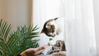 Кошка играет с хозяином на подоконнике