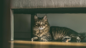 Сибирская кошка