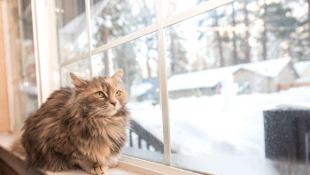 Кошка сидит на окне зимой
