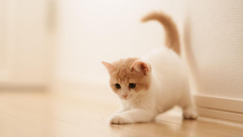 Можно ли играть с котом лазерной указкой