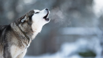 Почему собака воет - тизер