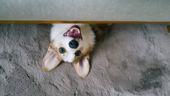 Смешные собаки - тизер