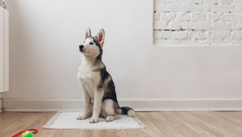 Как приучить к пеленке щенка